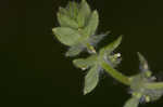 Piedmont bedstraw